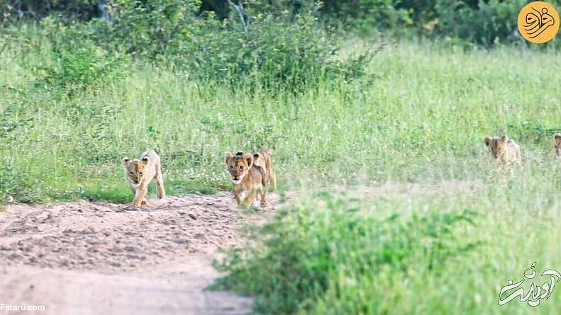 (ویدئو) لحظه دیدار مجدد توله شیرهای گم شده با مادرشان